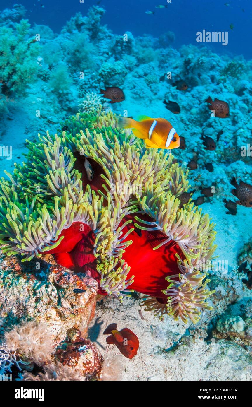 Red Sea anemonefish (Amphiprion bicinctus) with Magnificent anemone (Heteractis magnifica).  Egypt, Red Sea. Stock Photo