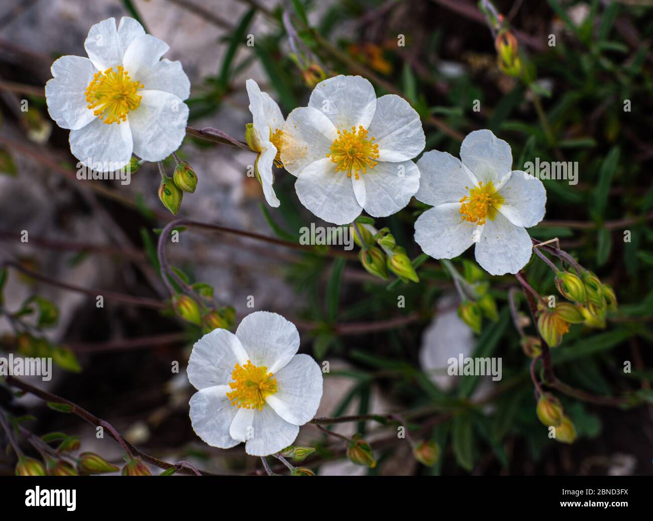 tiny white flower of Helianthemum apenninum also known as Rock Rose Stock Photo