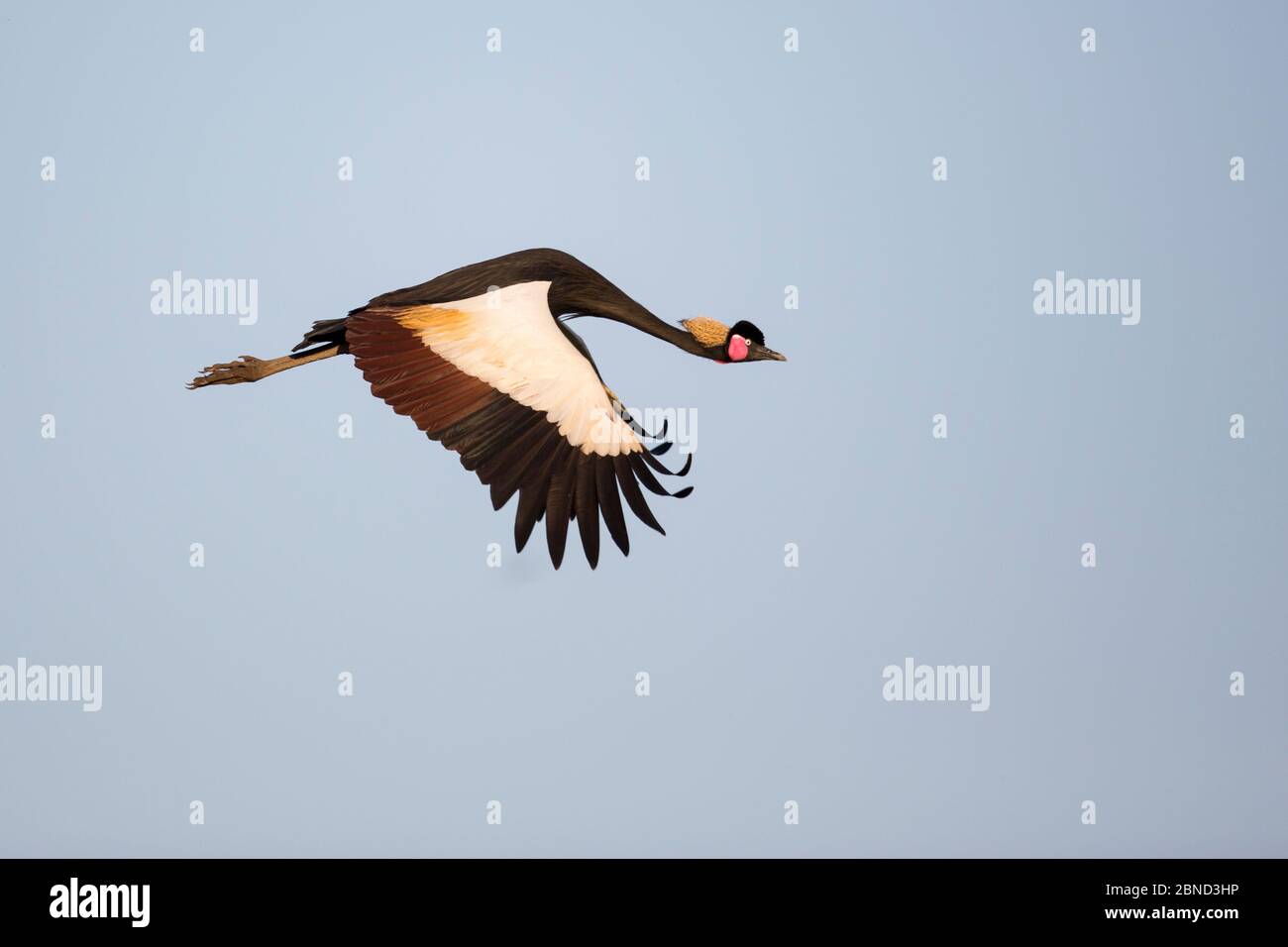 Black crowned crane (Balearica pavonina) in flight. Jimba marshlands ...