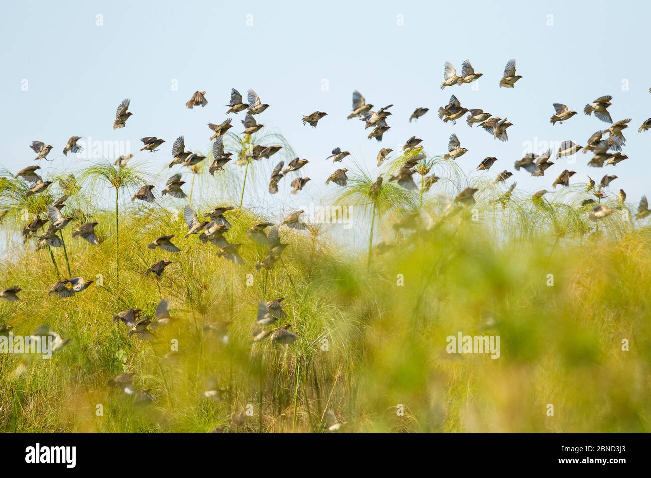 Weaver birds (Ploceus sp.) flock flying through Nile grass (Cyperus papyrus). Jimba wetland, Lake Tana Biosphere Reserve, Ethiopia Stock Photo