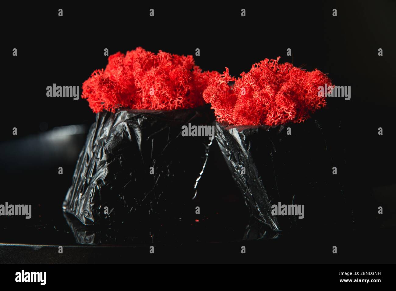 claret moss in a black concrete pot Stock Photo