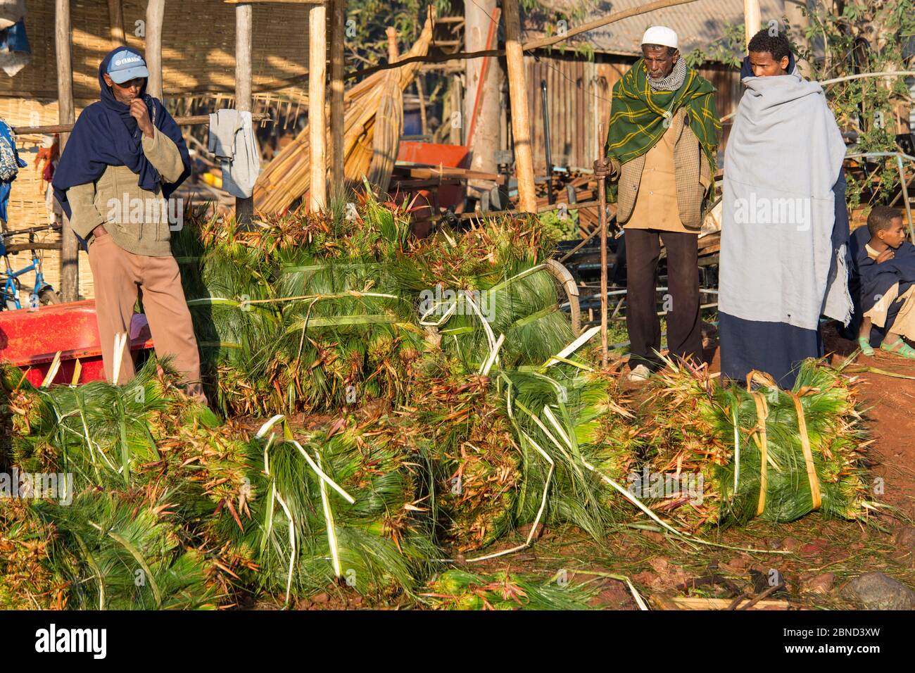Nile grass (Cyperus papyrus) harvest for sale in Bahir Dar harbour. Lake Tana Biosphere Reserve, Ethiopia. December 2013. Stock Photo