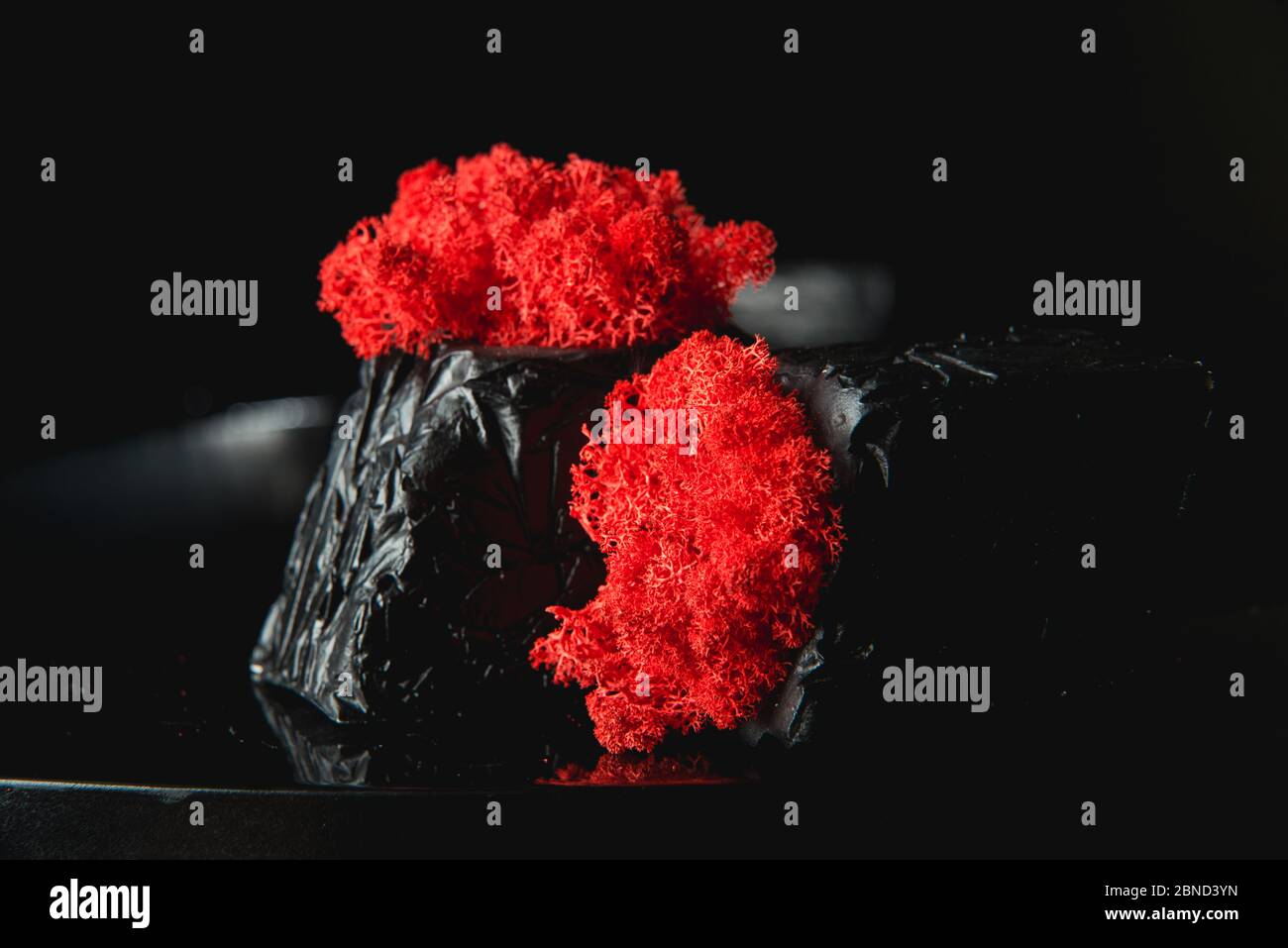 claret moss in a black concrete pot Stock Photo