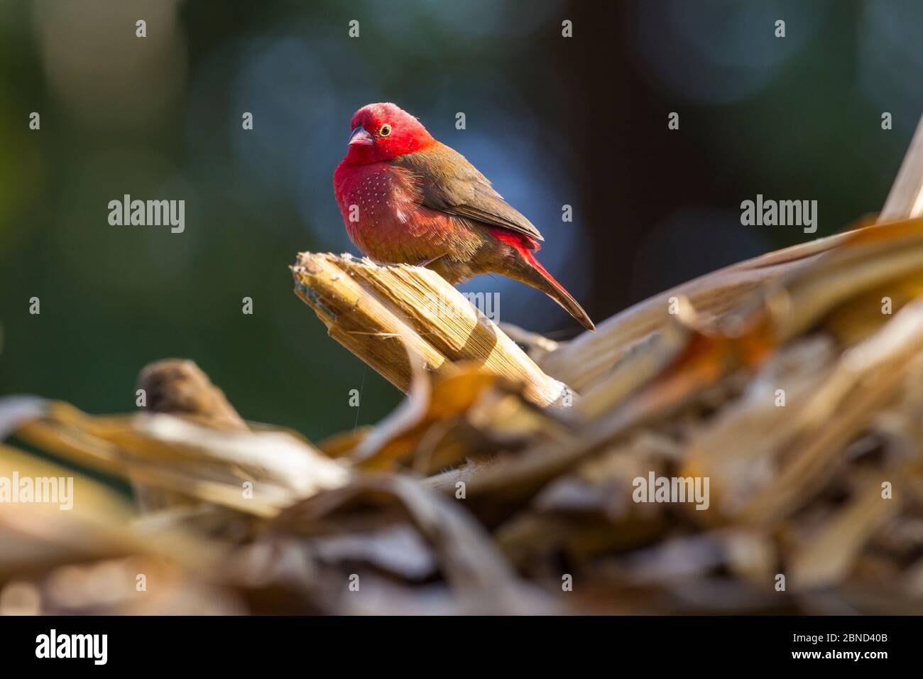 Bar-breasted Firefinch (Lagonosticta rufopicta) perched in dried reed, Lake Tana Biosphere Reserve, Ethiopia. Stock Photo