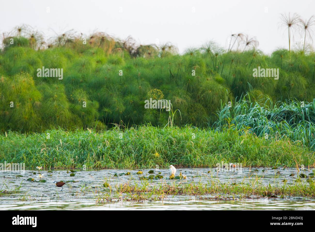 Shoreline wetland of Tana Qirqos Island with Nile grass (Cyperus papyrus) Lake Tana Biosphere Reserve, Ethiopia. Stock Photo