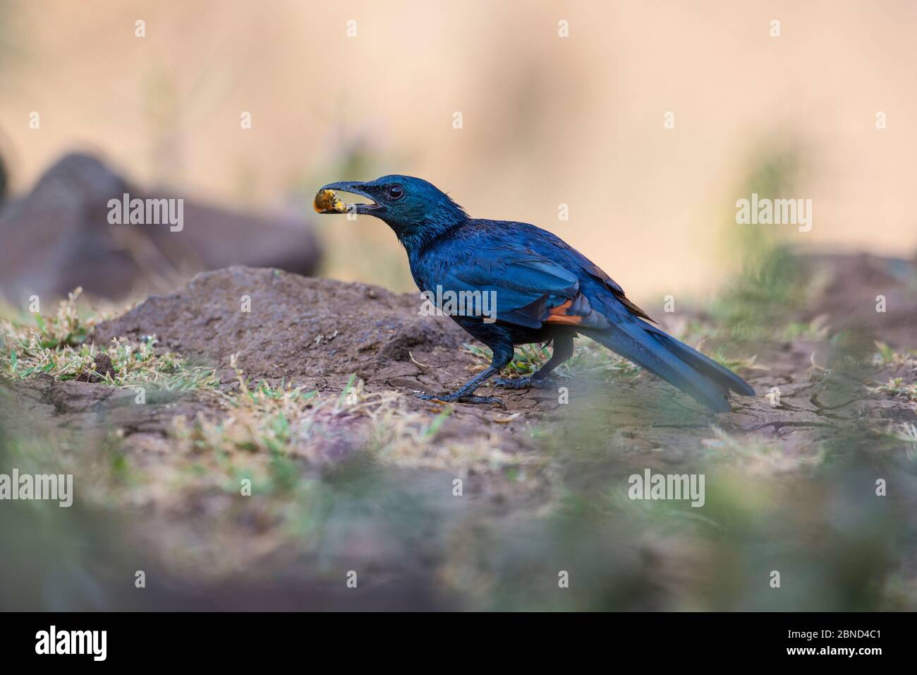 Slender-billed starling (Onychognathus tenuirostris) feeding, Lake Tana Biosphere Reserve, Ethiopia. Stock Photo