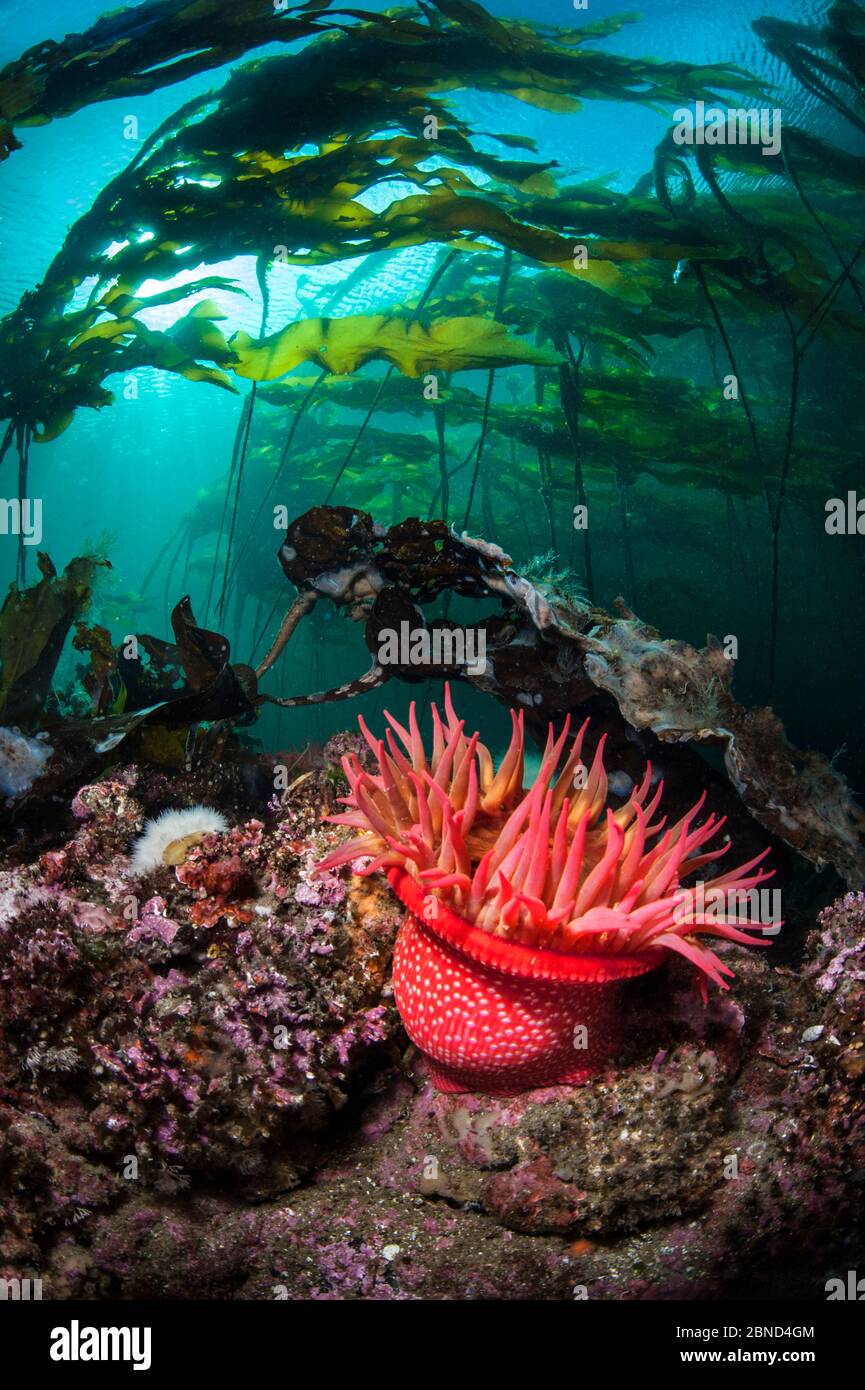 Strawberry anemone (Utricina lofotensis) grows beneath Bull kelp forest (Nereocystis luetkeana). Browning Pass, Port Hardy, Vancouver Island, British Stock Photo