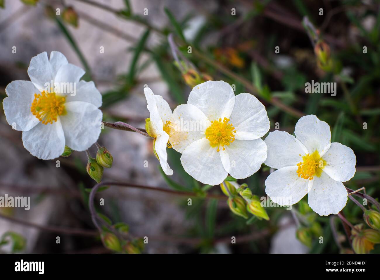 tiny white flower of Helianthemum apenninum also known as Rock Rose Stock Photo