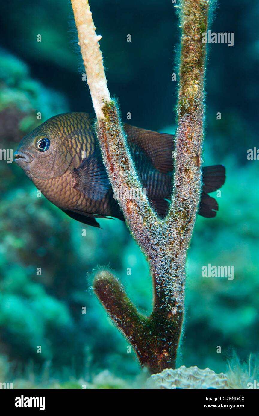 Male Longfin damselfish (Stegastes diencaeus) guarding his eggs, laid on an old gorgonian stem, now colonised by fire coral. Bucaneer Reef, Cayman Bra Stock Photo