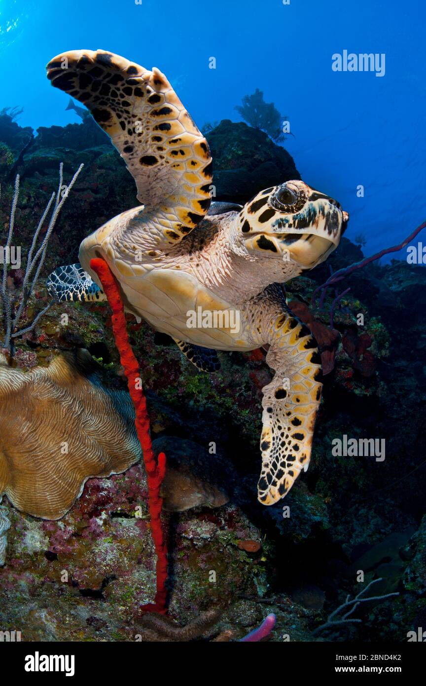 hawksbill-turtle-eretmochelys-imbricata-on-a-reef-wall-with-a-rope