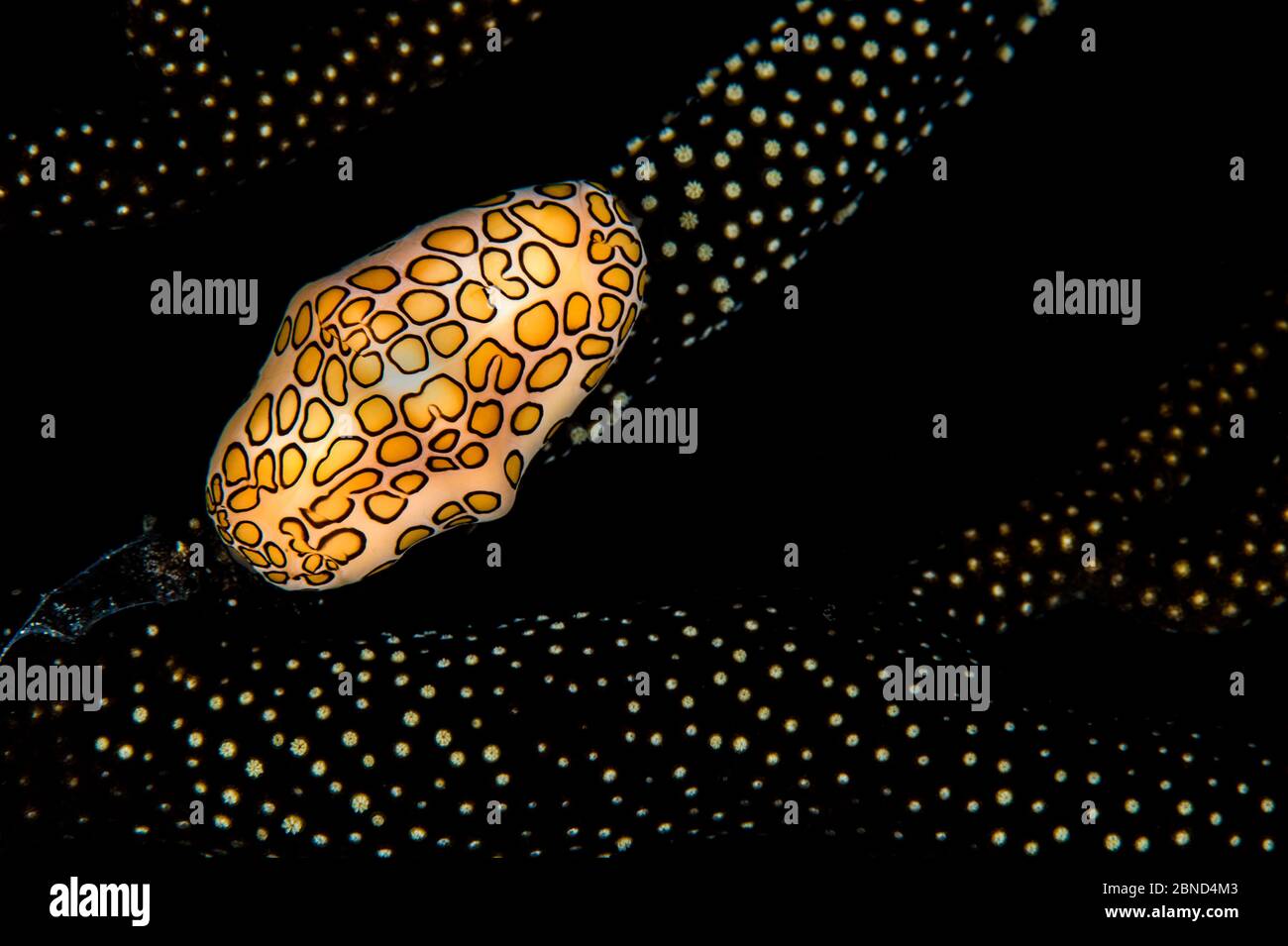 Flamingo tongue cowrie (Cyphoma gibbosum) on coral. Bloody Bay Wall, Little Cayman, Cayman Islands. Caribbean Sea. Stock Photo