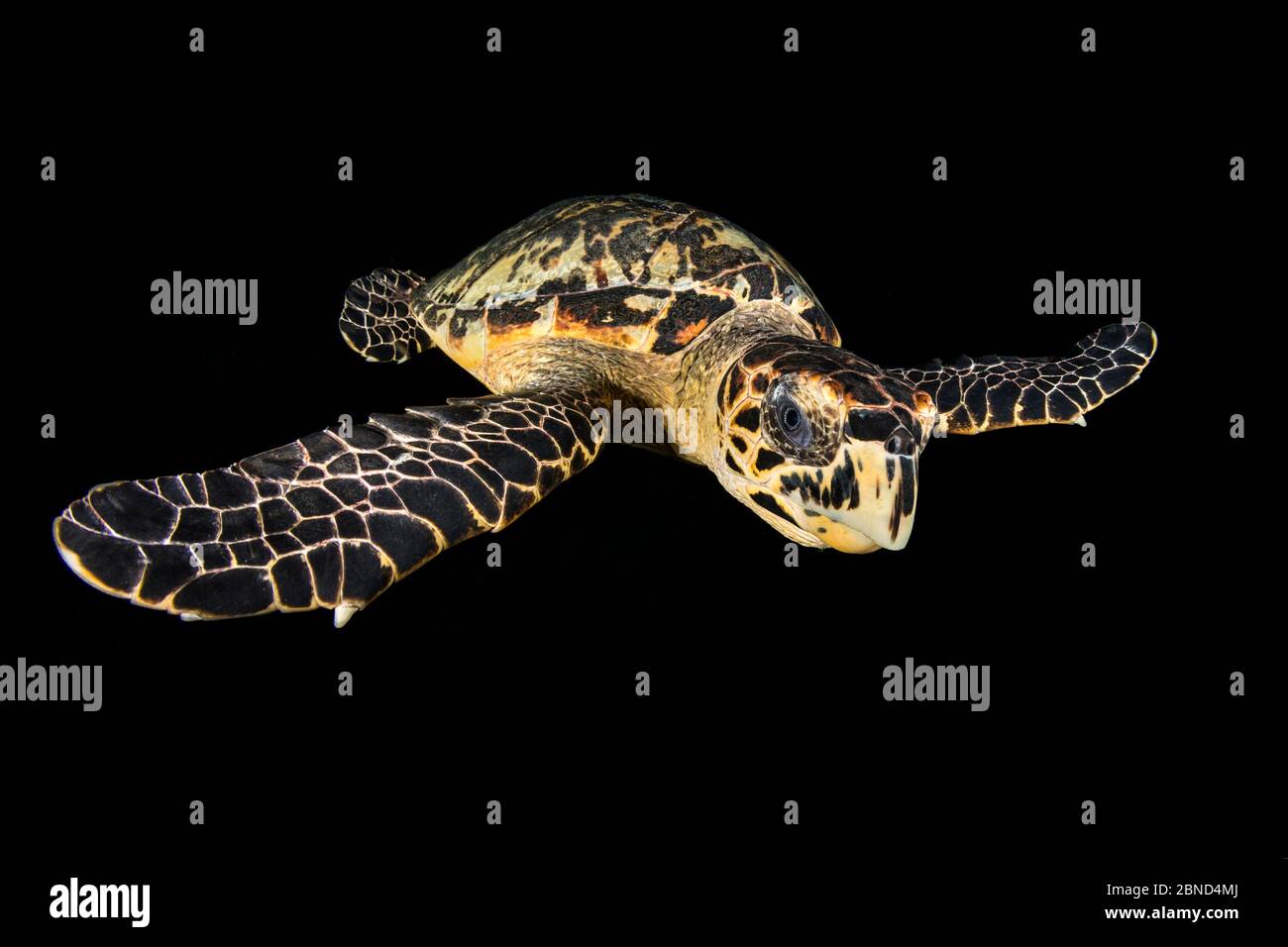 hawksbill-turtle-eretmochelys-imbricata-swimming-at-night-east-end