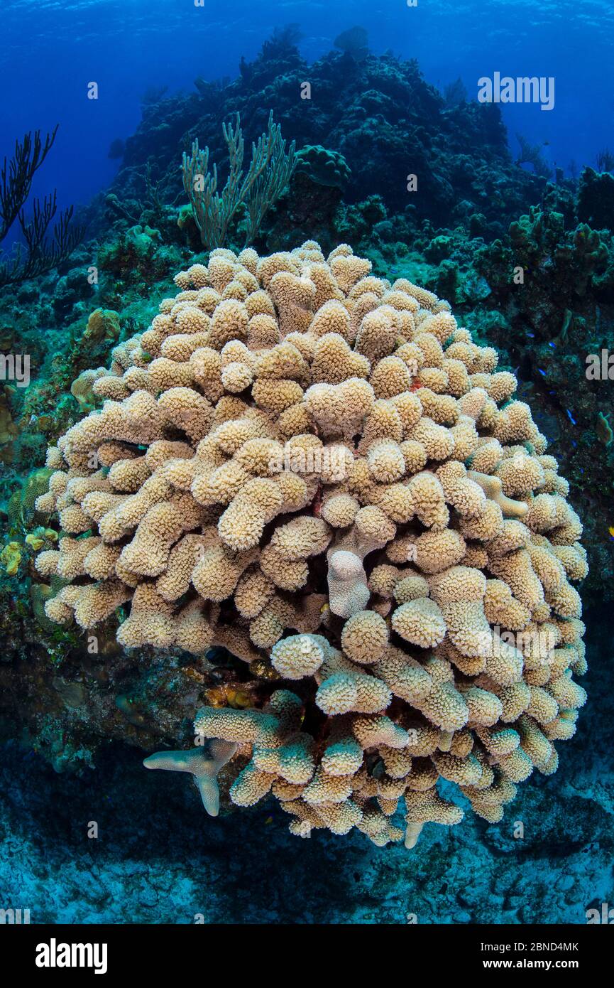 Colony of Finger coral (Porites porites) on a shallow coral reef. Cayman Brac, Cayman Islands. Caribbean Sea. Stock Photo