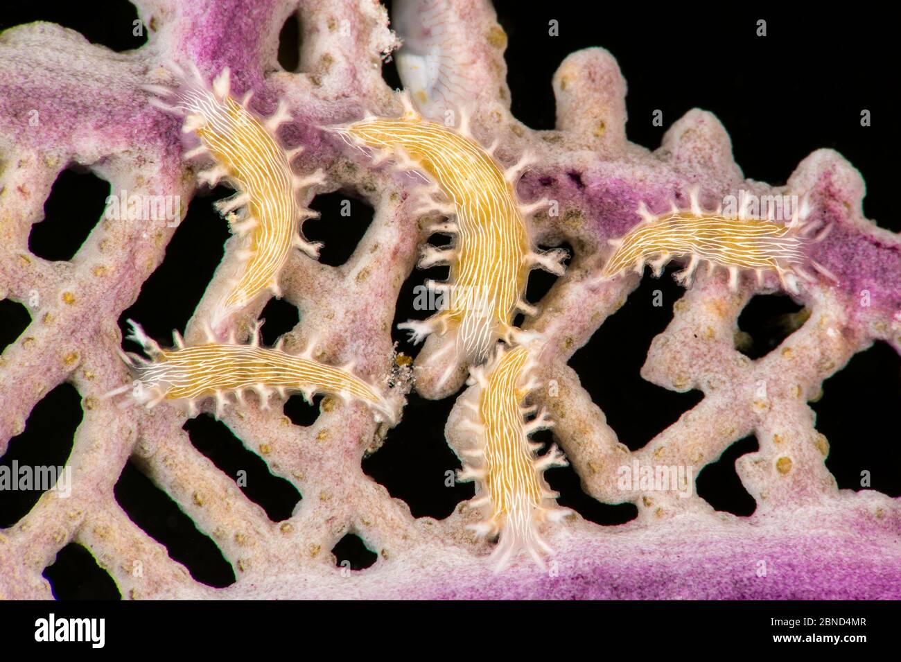 Hamners tritonia (Tritonia hamnerorum) nudibranchs feeding on a common sea fan (Gorgonia ventalina). Bloody Bay Wall, Little Cayman, Cayman Islands. C Stock Photo