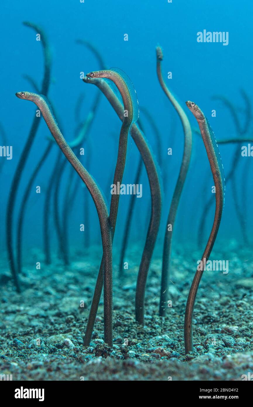Spaghetti garden eels (Gorgasia maculata) stretching up out of their burrows on a rubble slope, with Mysiid shrimp swimming around their bodies near t Stock Photo