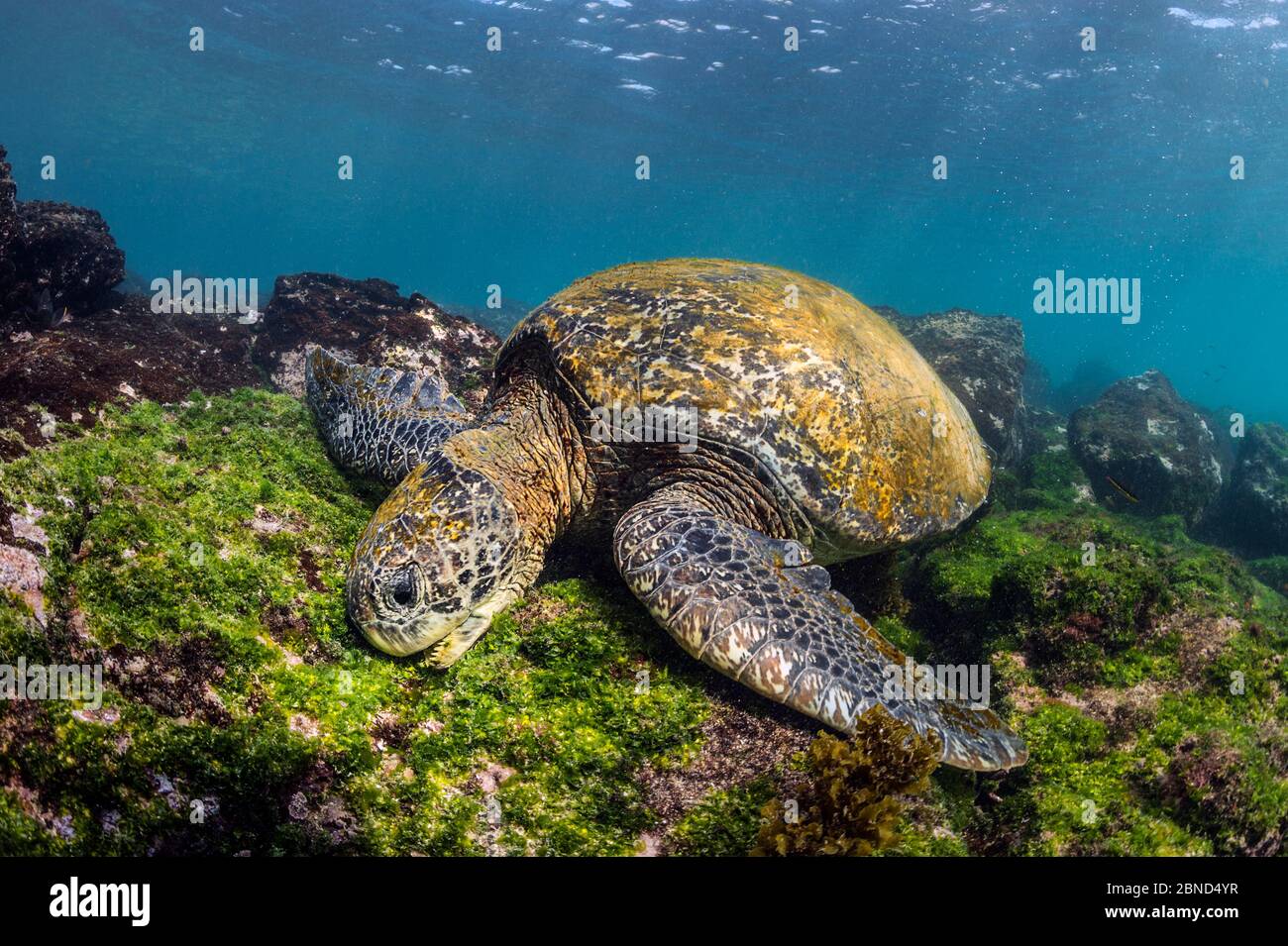 Galpagos green turtle (Chelonia agassizii) feeding on seaweed. Floreana Island, Galapagos Islands, Ecuador. East Pacific Ocean. Stock Photo