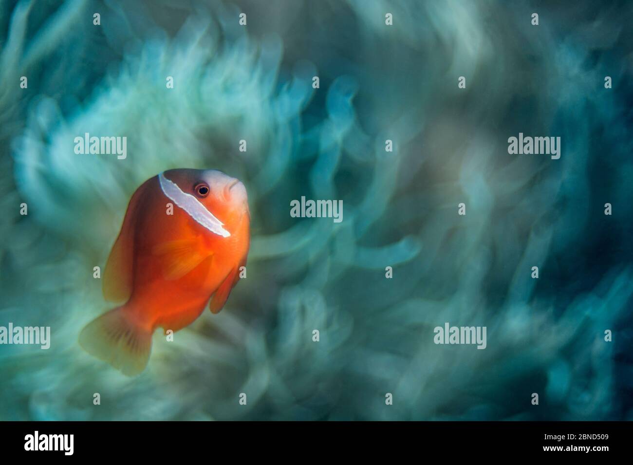 Fiji anemonefish (Amphiprion barberi) in front of its host Magnificent sea anemone (Heteractis magnifica), taken with shallow depth of field.  Ra Prov Stock Photo