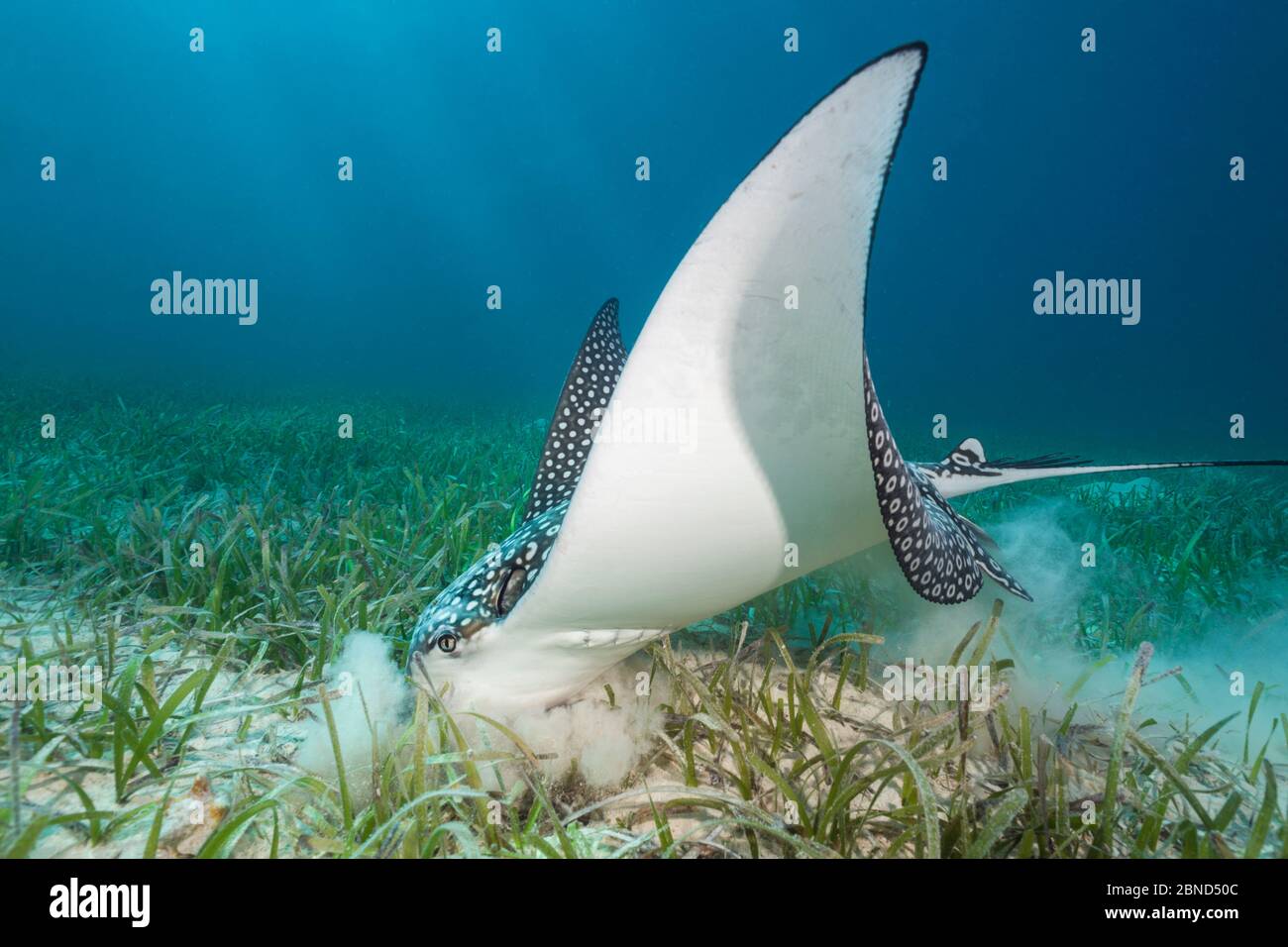 Digging in the sand hi-res stock photography and images - Alamy