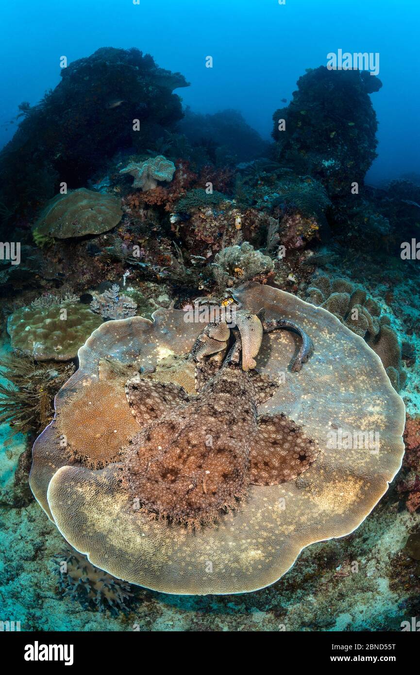 Pair of courting tassled wobbegong sharks (Eucrossorhinus dasypogon) on a large circular plate coral on a coral reef. Blue Magic, Raja Ampat, West Pap Stock Photo