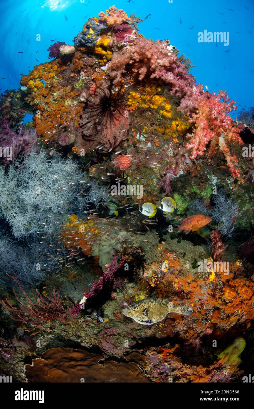 Colourful reef scene with Coral grouper (Cephalopholis miniata), map puffer (Arothron mappa) and Panda butterflyfish (Chaetodon adiergastos). Tank Ree Stock Photo