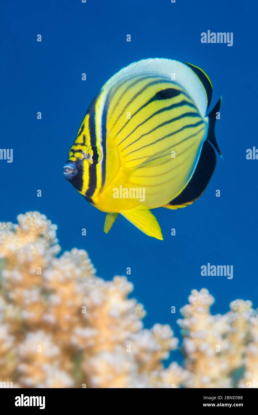 Exquiste butterflyfish  (Chaetodon austriacus) swimming over coral looking for polyps to feed on. Ras Katy, Sharm El Sheikh, Sinai, Egypt. Red Sea. Stock Photo