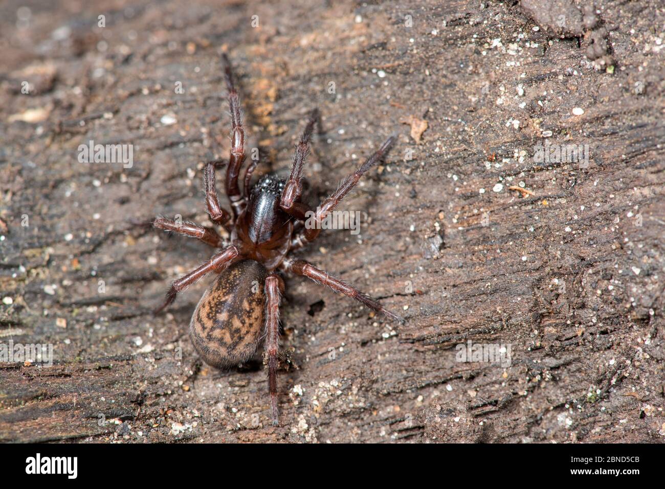 False black widow spider (Steotoda nobilis) Sussex, England, UK, November. Stock Photo
