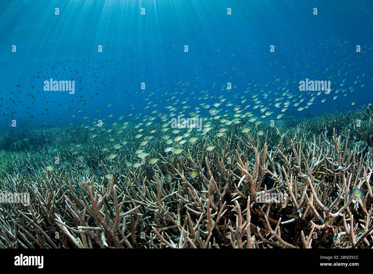School of Black-axil chromis (Chromis attripectoralis) swimming above branching corals (Acropora sp.) Buyat Bay, North Sulawesi, Indonesia. Molucca Se Stock Photo