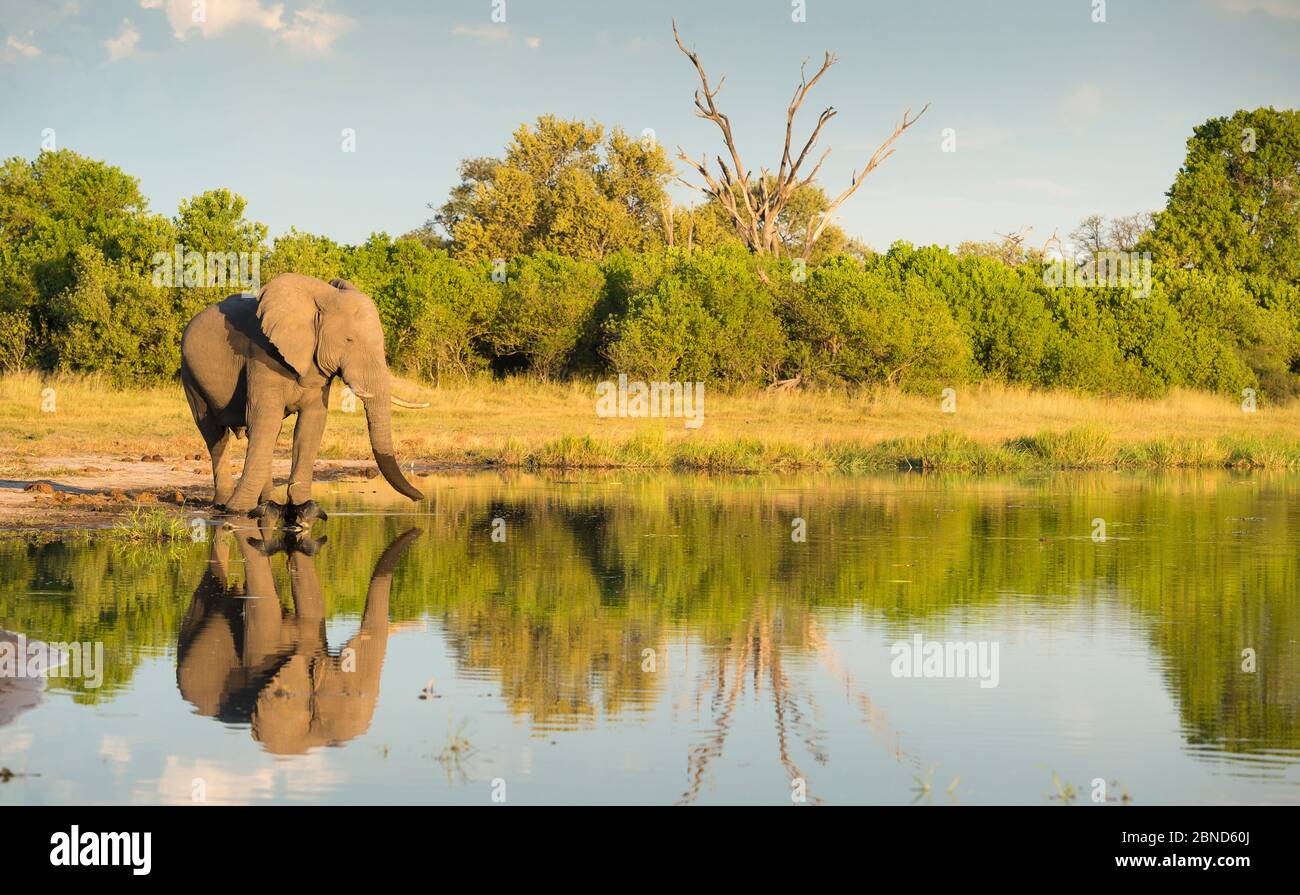 African elephant (Loxodonta africana) drinking from pool, Okavango Delta, Botswana. Stock Photo