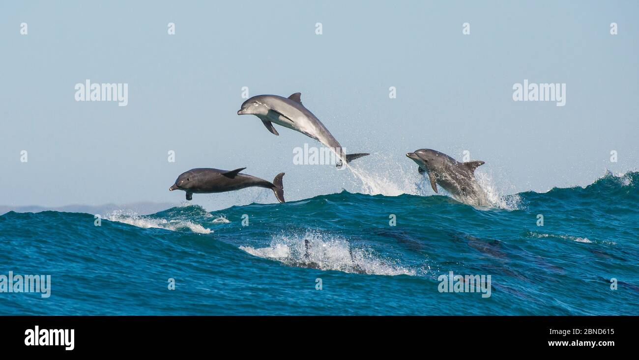 Bottlenosed dolphins (Tursiops truncatus) porpoising during annual sardine run, Port St Johns, South Africa, June. Stock Photo