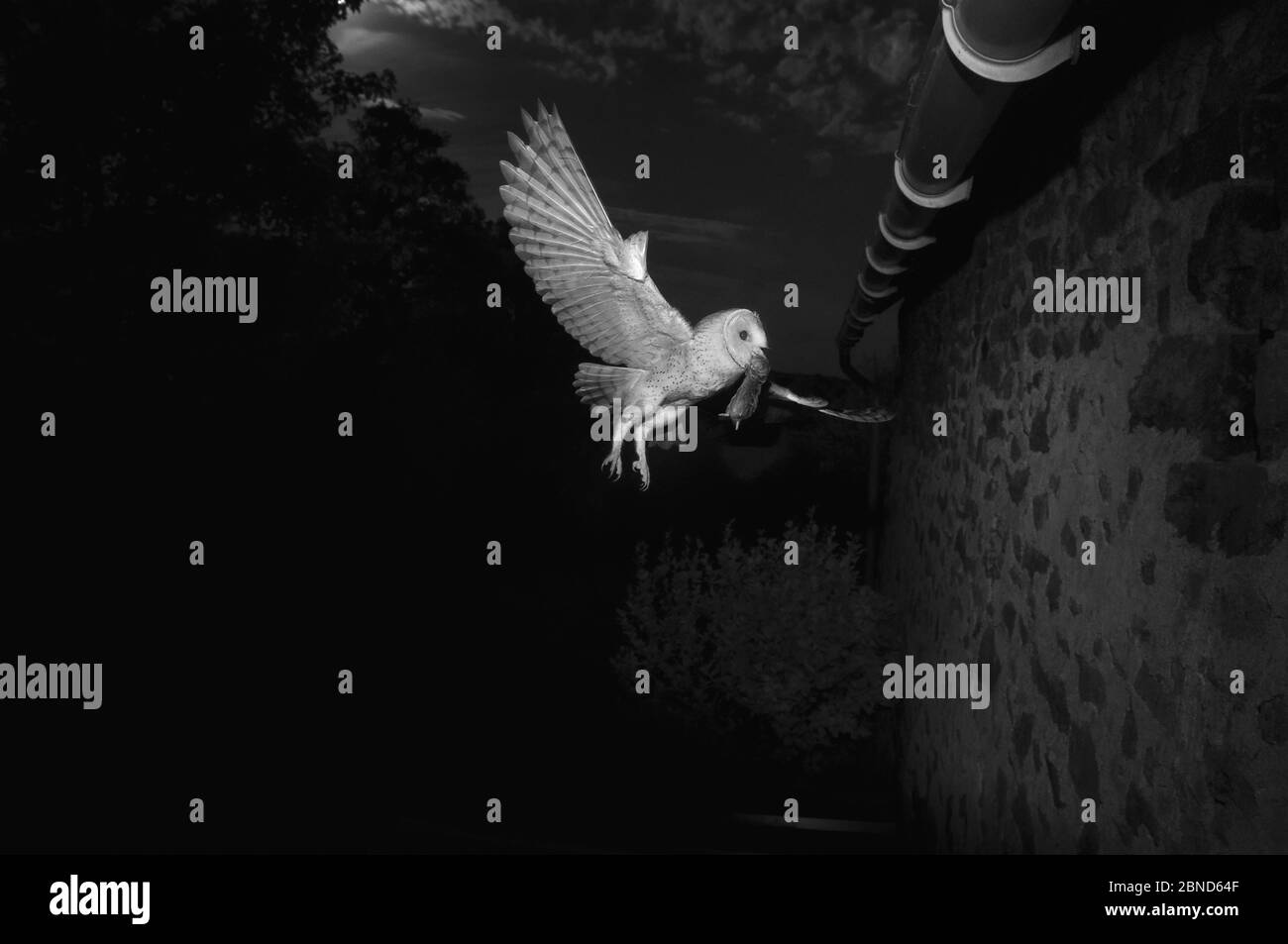 Barn owl (Tyto alba) flying towards barn with rodent prey in beak, taken at night with infra red remote camera trap, Mayenne, Pays de Loire, France. Stock Photo