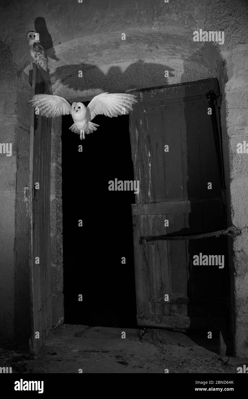 Barn owl (Tyto alba) flying into barn at night, taken with infra red remote camera trap, Mayenne, Pays de Loire, France, November. Stock Photo