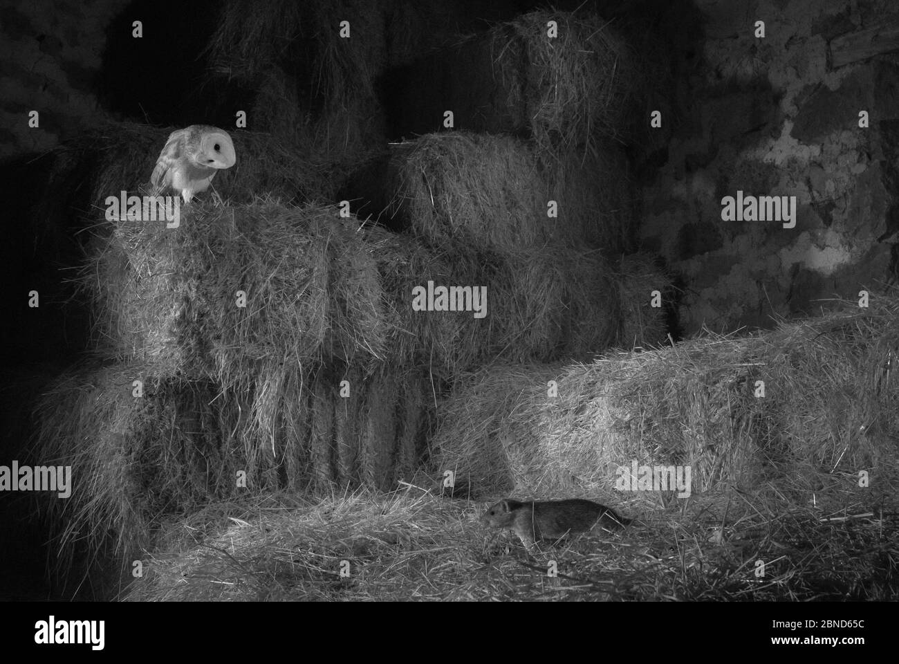 Barn owl (Tyto alba) among hay stacks watching Brown rat (Rattus norvegicus) with head tilted to side. Mayenne, Pays de Loire, France. Stock Photo