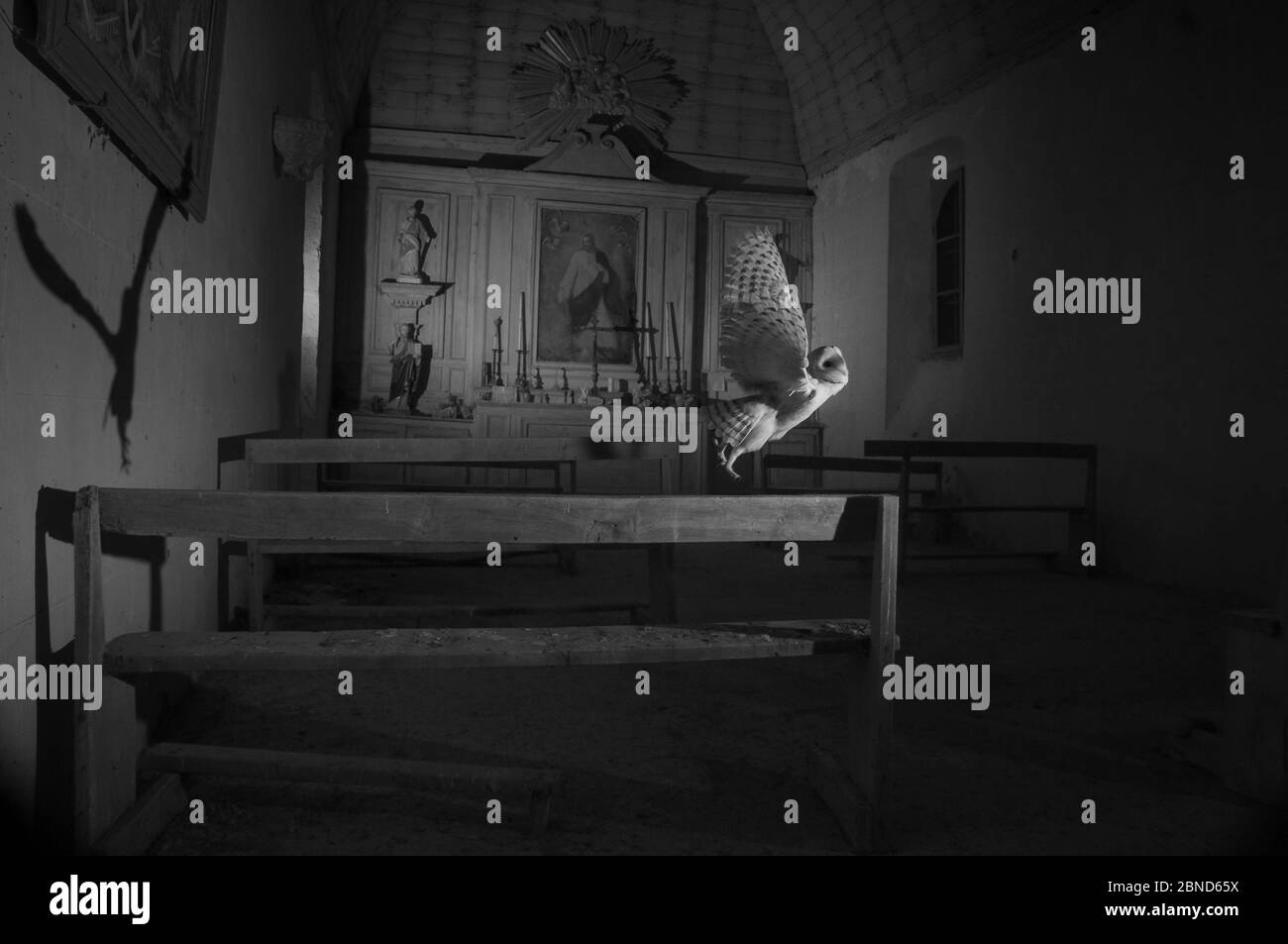 Barn owl (Tyto alba) flying in old chapel at night, taken with infra red remote camera trap, Mayenne, Pays de Loire, France, November. Stock Photo