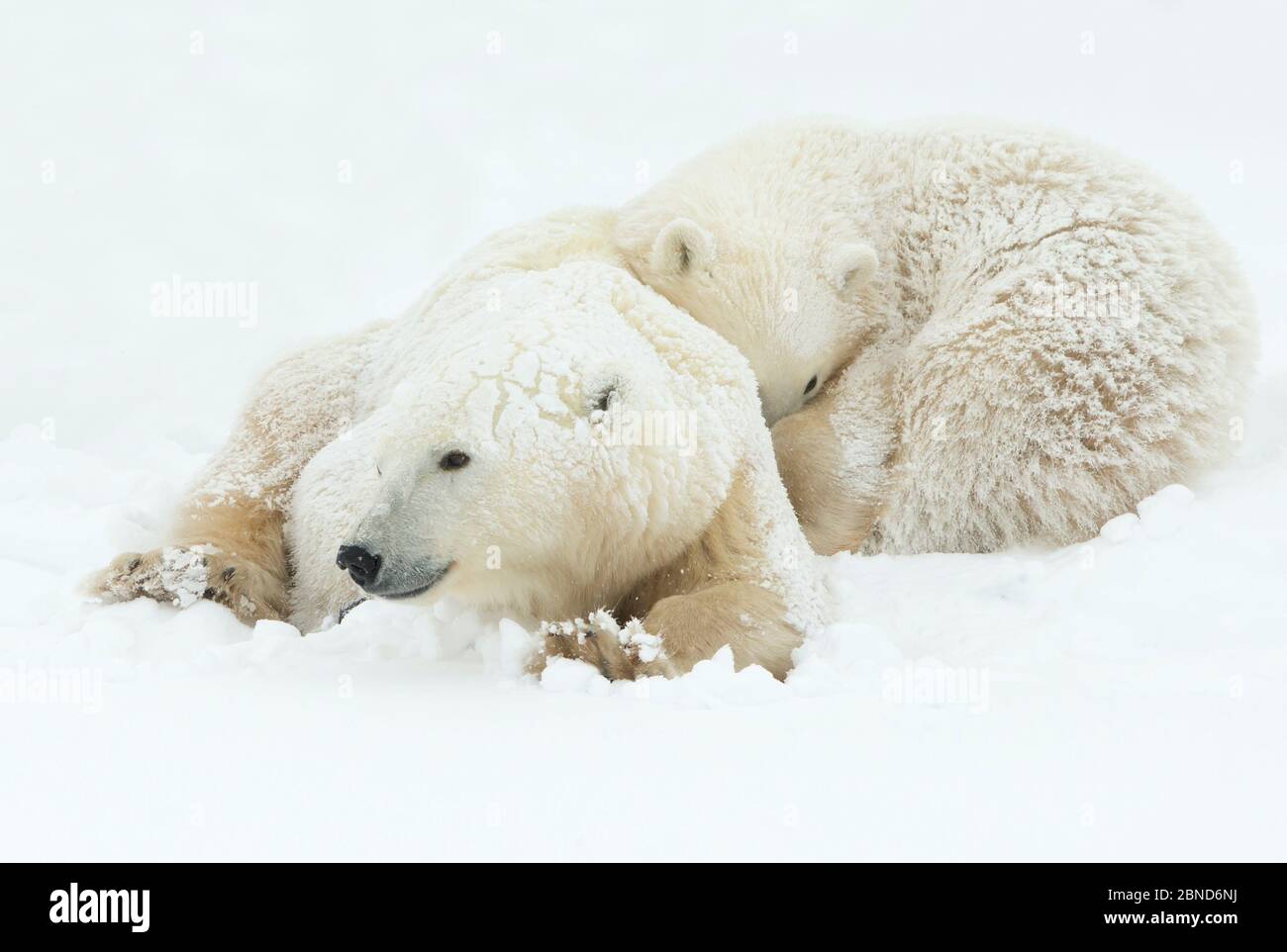 Polar bear (Ursus maritimus) female and cub resting, Churchill, Canada, November Stock Photo