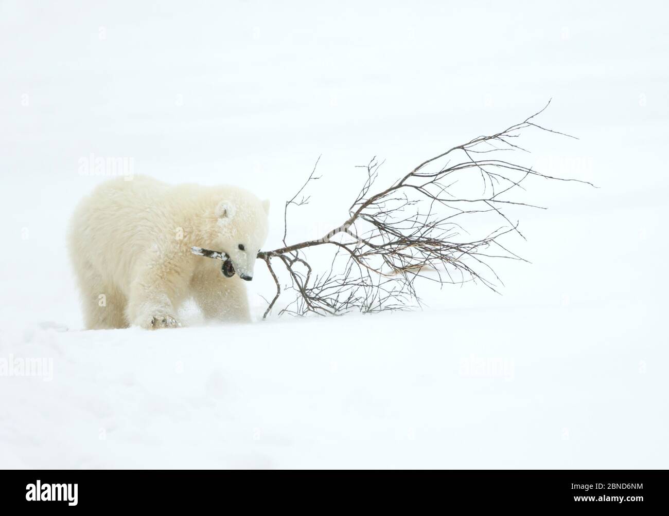 Polar bear (Ursus maritimus) cub playing with branch,Churchill, Canada, November Stock Photo