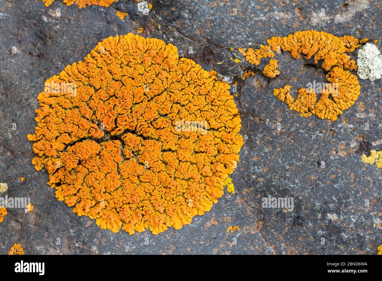 Elegant sunburst lichen (Xanthoria elegans)  Baguales Valley, Chile. Stock Photo