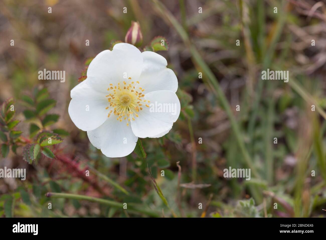 White dog rose (Rosa canina) Oxwich National Nature Reserve, Gower, South Wales, UK, June. Stock Photo