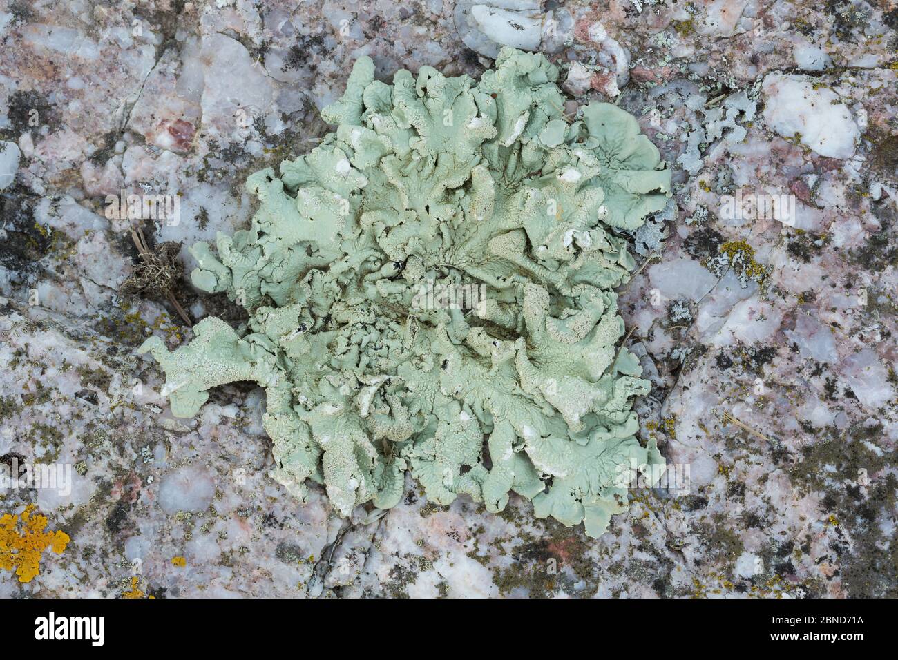 Lichen (Flavoparmelia caperata) growing on granite.  Gower, South Wales, UK, June. Stock Photo