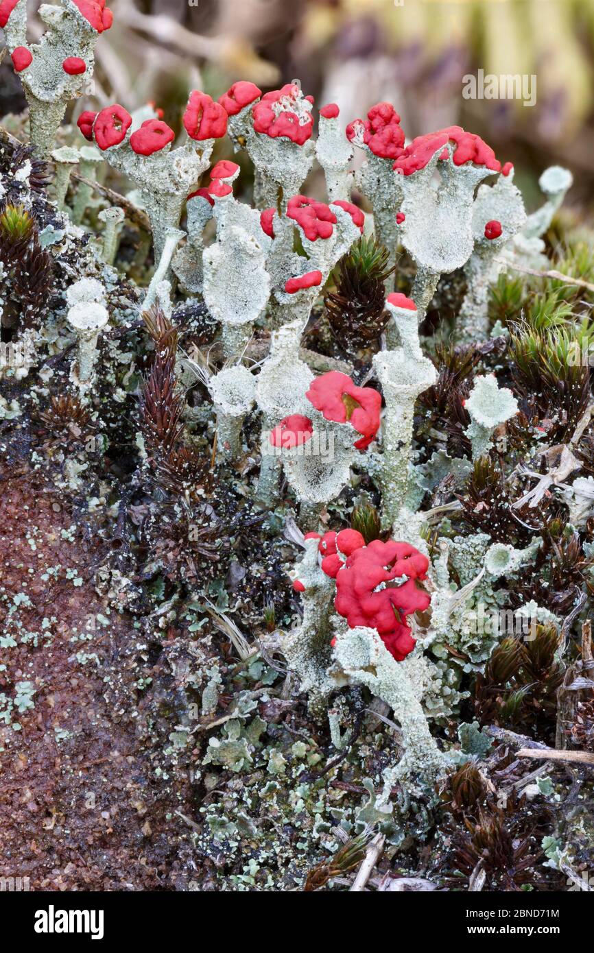 Cup lichen (Cladonia diversa) showing red apothecia.  Derbyshire, England, UK, September Stock Photo