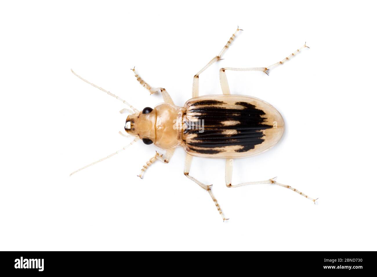 Strandline beetle / Beachcomber beetle (Nebria complanata) Gower Peninsula, Wales, UK, June. Stock Photo