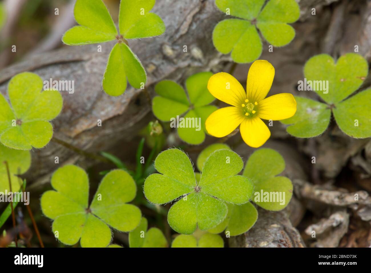 Creeping Wood Sorrel Oxalis Corniculata Flowers Derbyshire England Uk September Stock Photo Alamy Creeping Wood Sorrel Oxalis Corniculata Flowers Derbyshire England Uk September Stock Photo Alamy