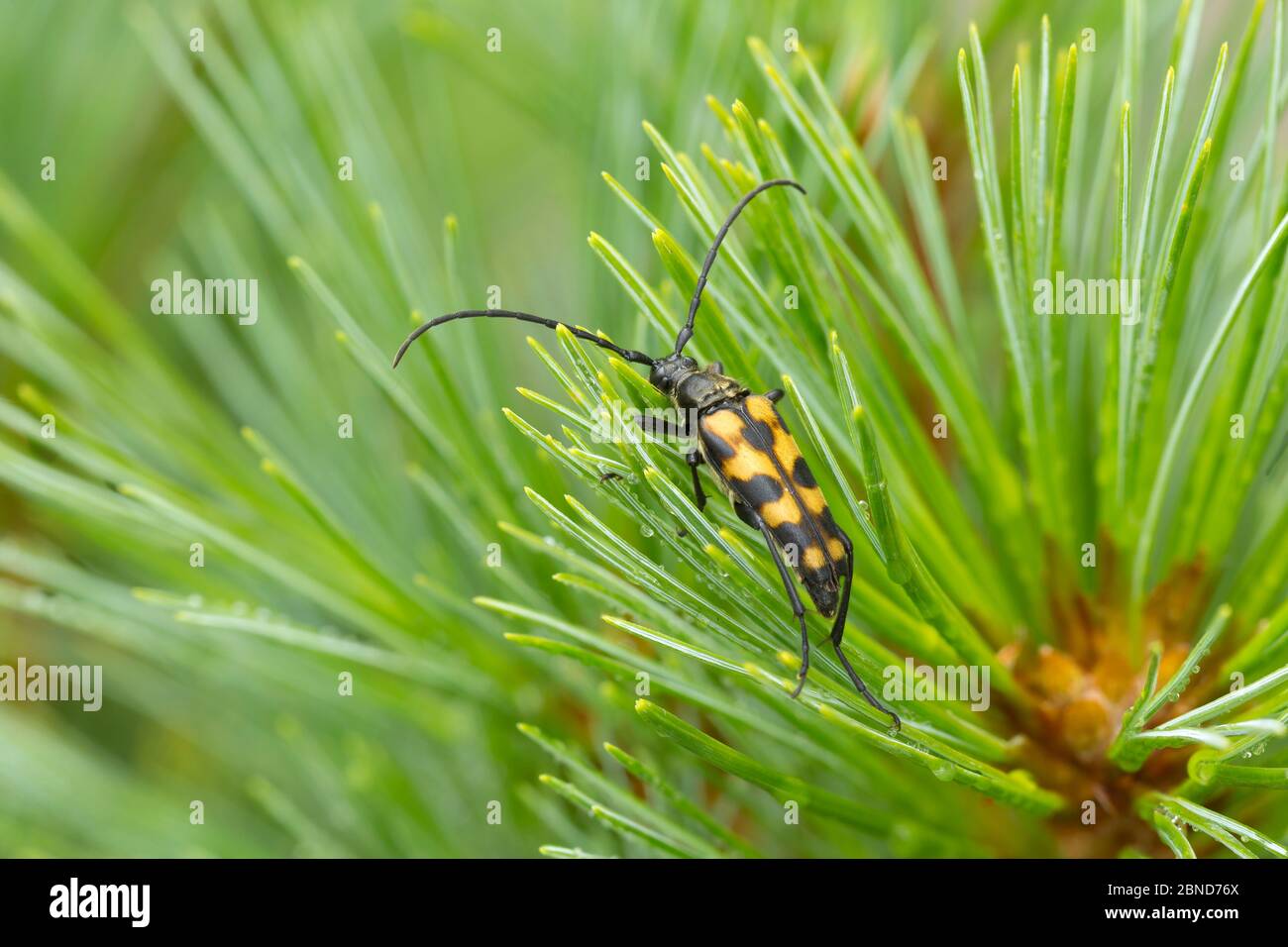 Four-banded longhorn beetle (Leptura quadrifasciata)  Derbyshire, England, UK, September.  Focus-stacked image. Stock Photo
