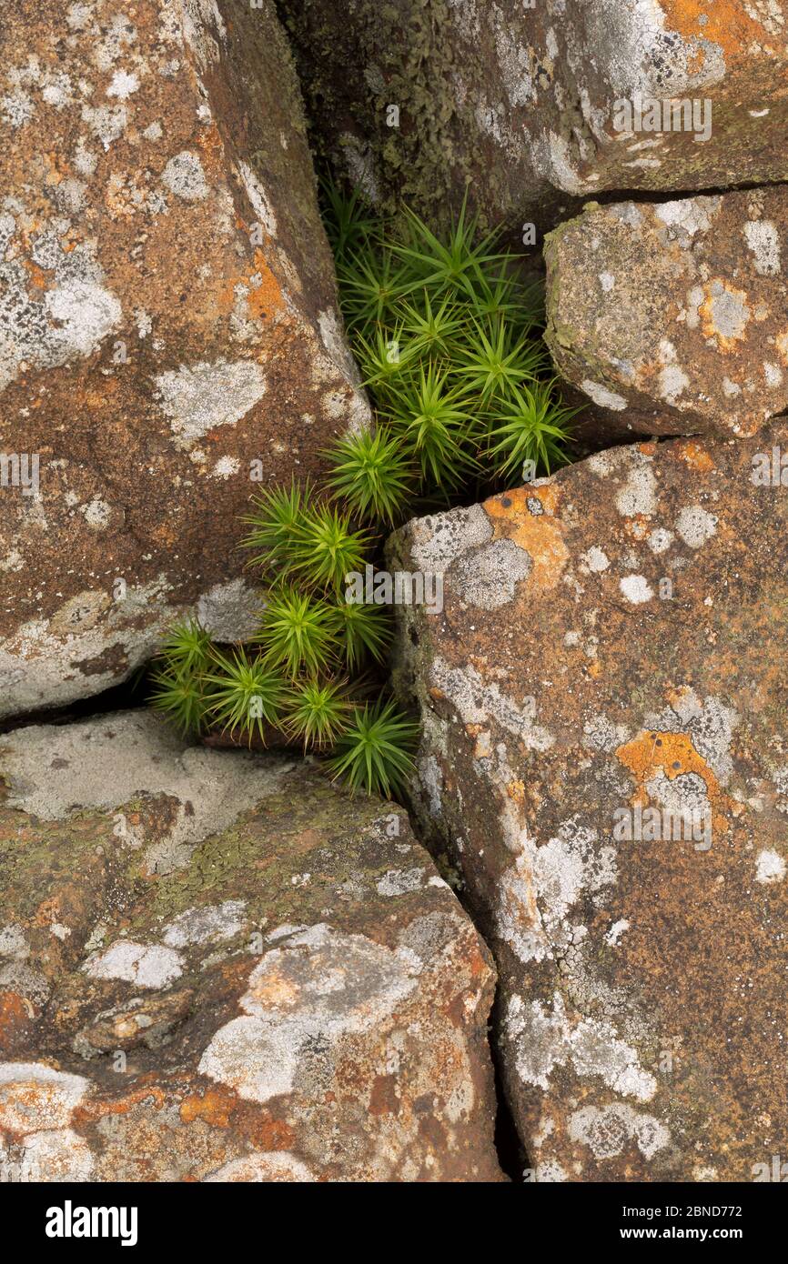 Common hair-cap moss (Polytrichum commune) growing among lichen-covered rocks, Derbyshire, England, UK, September. Focus-stacked image. Stock Photo