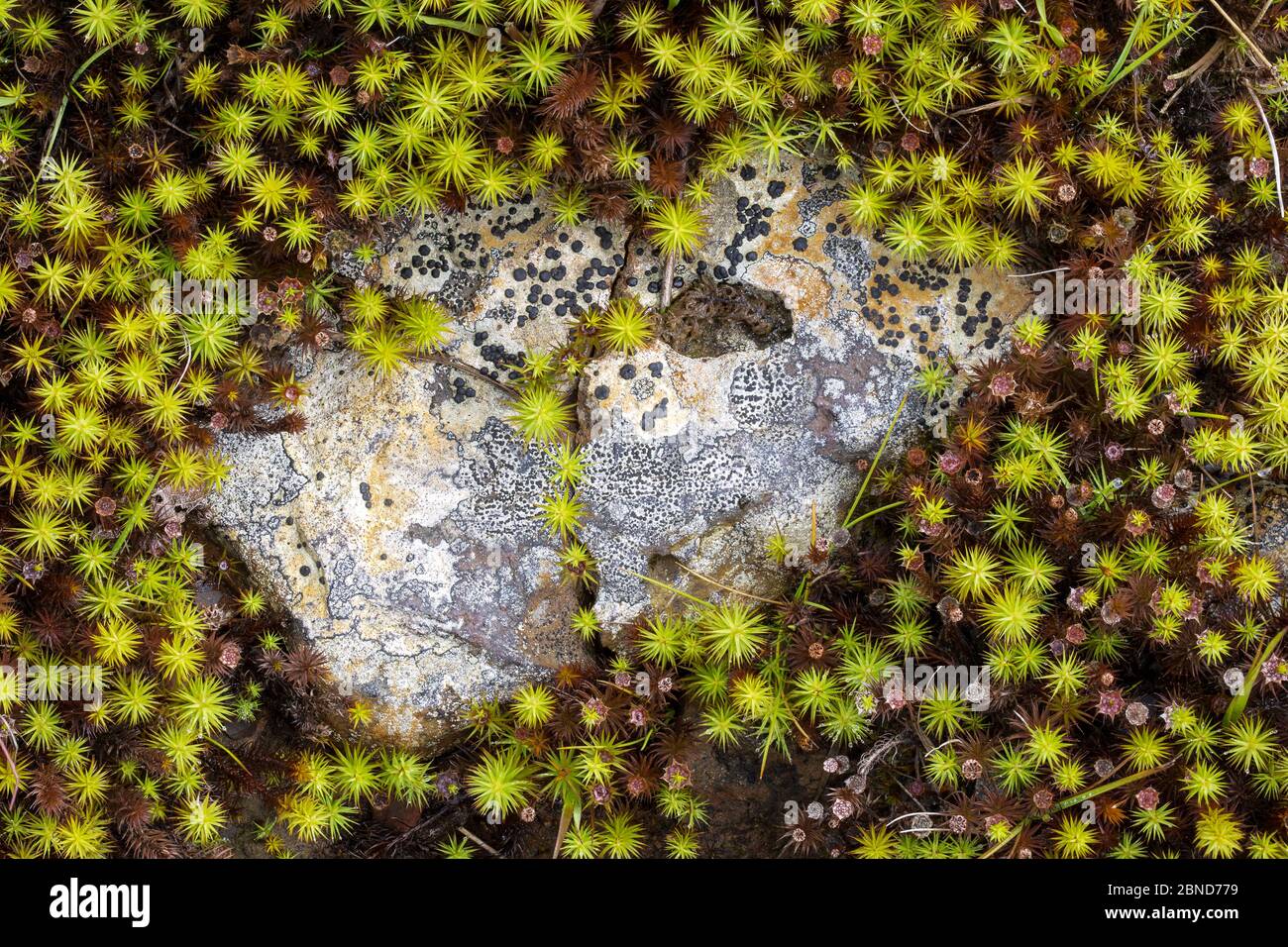 Juniper Haircap moss (Polytrichum juniperinum) and a stone with Lichen (Lecidea lithophila) Derbyshire, England, UK, September. Stock Photo