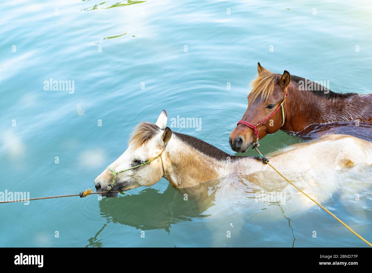 White and brown horses taking a bath in the water Stock Photo Alamy