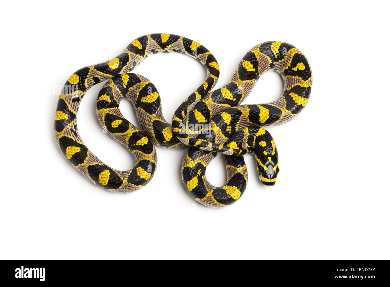 Mandarin rat snake (Euprepiophis mandarinus) on white background. Captive, native to China and parts of SE Asia. Stock Photo