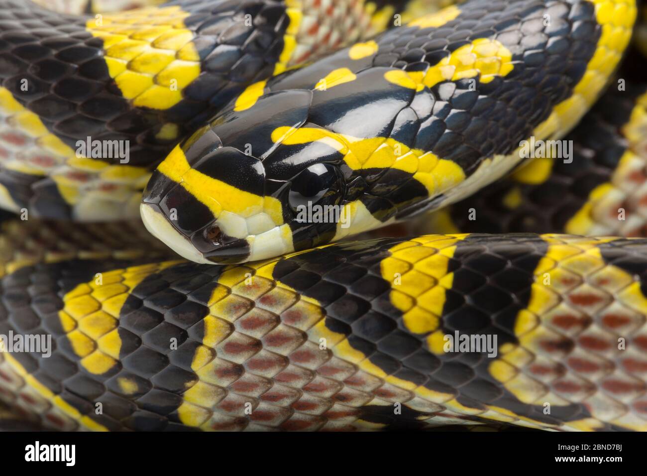 Mandarin rat snake (Euprepiophis mandarinus) close up portrait. Captive, native to China and parts of South East Asia. Stock Photo