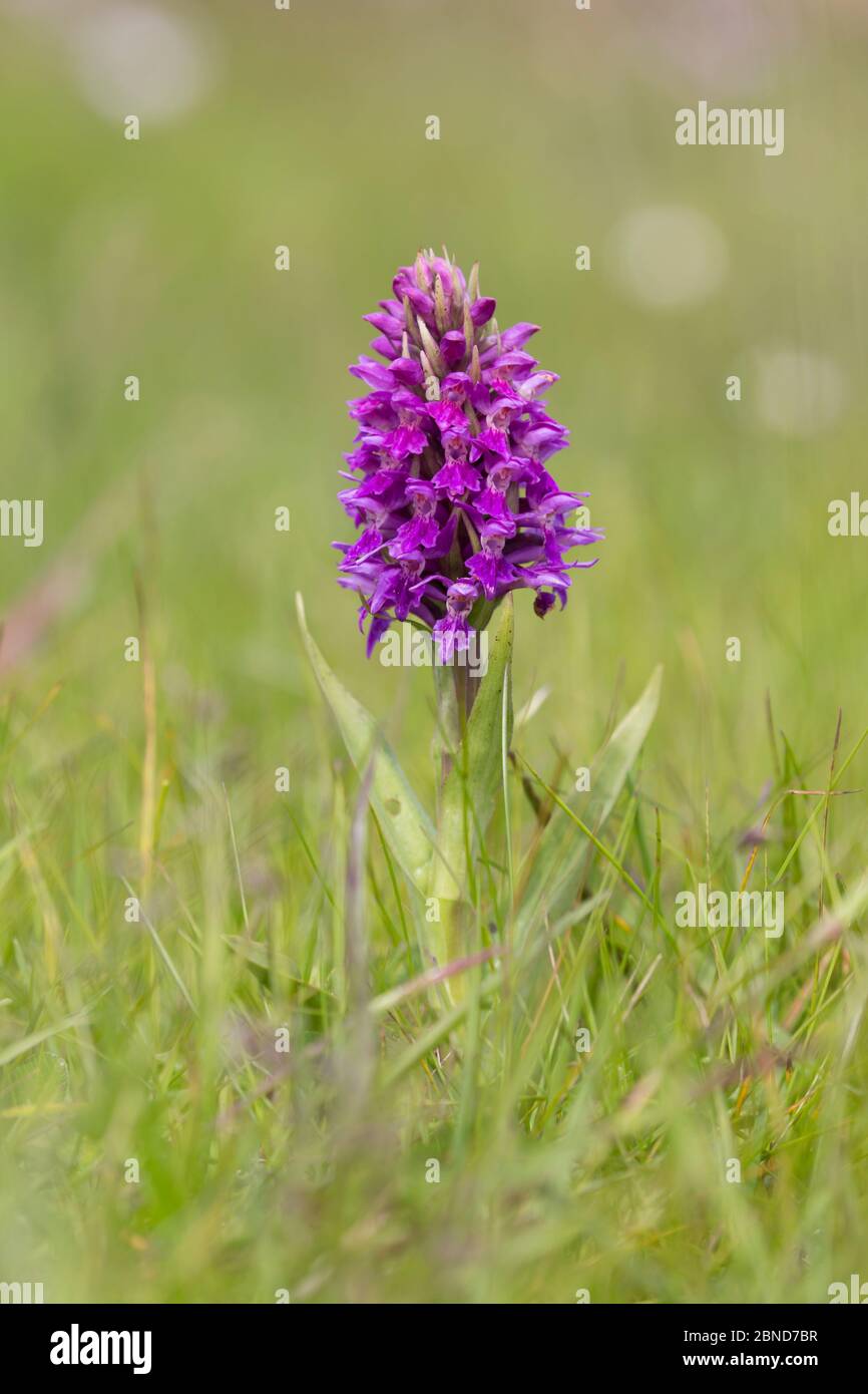 Northern marsh orchid (Dactylorhiza purpurella) flower, Shetlands, Scotland, UK, June. Stock Photo