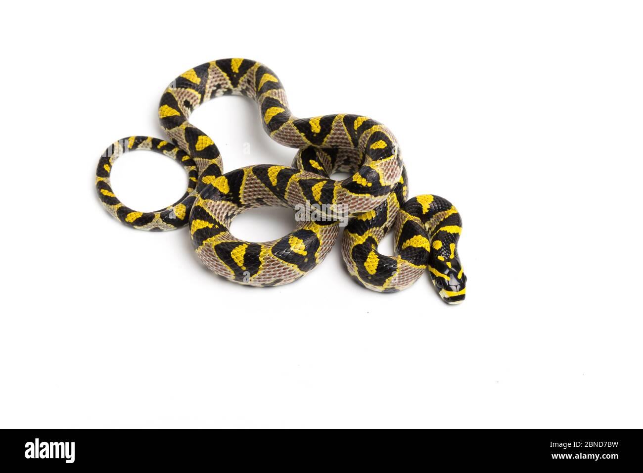 Mandarin rat snake (Euprepiophis mandarinus) on white background