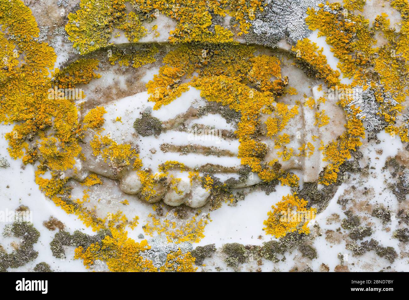 Yellow sunburst lichen (Xanthoria parietina) growing on a headstone, Fetlar, Shetlands, Scotland, UK, June. Stock Photo